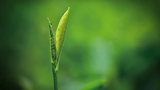 這片樹葉，改變了世界！
