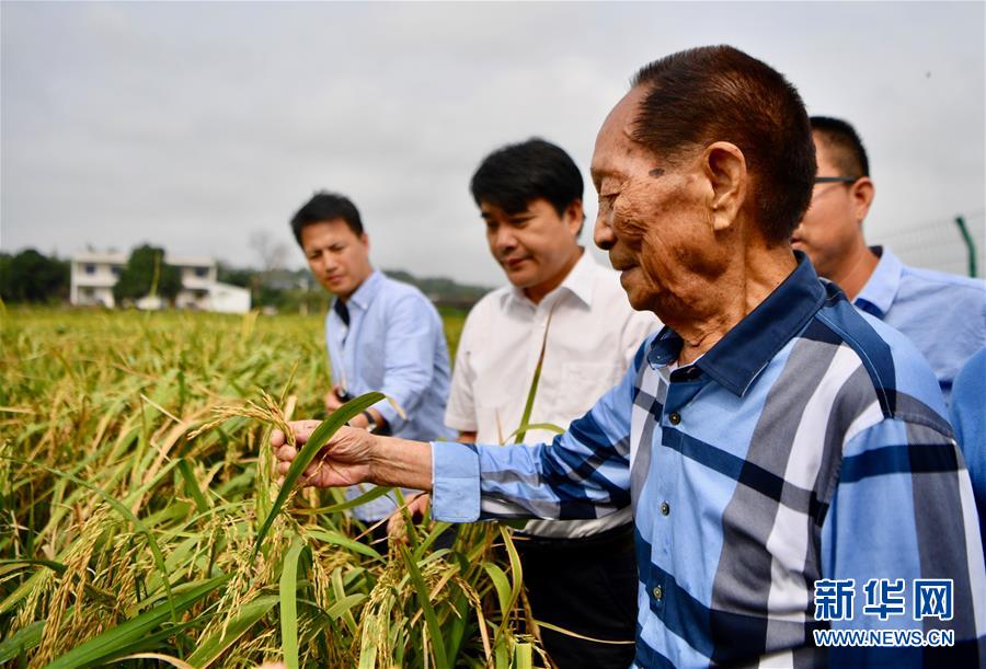 （新華視點(diǎn)·圖文互動(dòng)）（2）國(guó)家科技獎(jiǎng)3項(xiàng)授予“水稻科學(xué)家”，預(yù)示百姓飯碗將發(fā)生哪些革命？