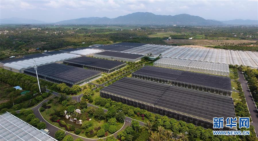 (社會)(4)科技助力海南現(xiàn)代農(nóng)業(yè)發(fā)展