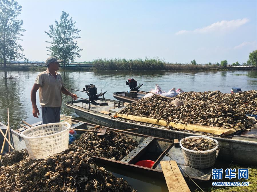 （新華視點(diǎn)·圖文互動(dòng)）（1）上游洪水來襲下游魚蟹死亡，泄洪為何變泄污？