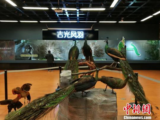 先有雞還是先有蛋？這個科普展覽有點“不一般”