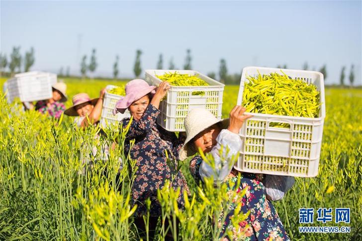 （在習近平新時代中國特色社會主義思想指引下——新時代新作為新篇章·鄉(xiāng)村振興戰(zhàn)略·圖文互動）（1）一株忘憂草，萬家喜眉梢——山西省大同市云州區(qū)黃花產業(yè)扶貧觀察
