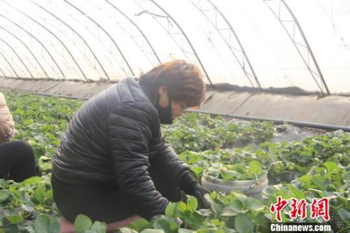 正值隆冬時(shí)節(jié)，山西省長治市長子縣天寒地凍，最低氣溫已有零下十幾度，當(dāng)?shù)氐氖卟舜笈飪?nèi)卻“春意盎然”、生機(jī)勃勃?！⊥蹙S寧 攝