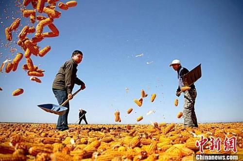 資料圖。農(nóng)民揮動鐵锨晾曬玉米，使得滿地盡帶“黃金甲”，成為一道靚麗的風(fēng)景線。趙琳 攝