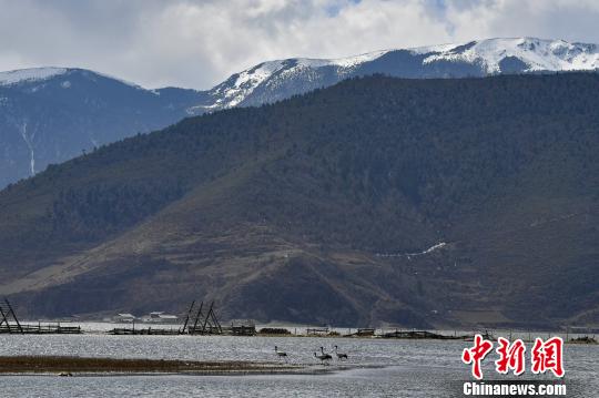 圖為在納帕海濕地棲息的候鳥?！⑷疥?攝