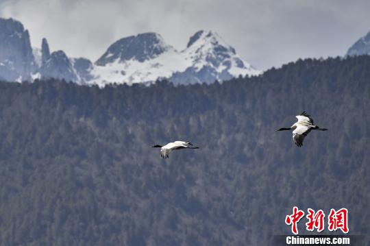 圖為在納帕海濕地上空飛翔的黑頸鶴?！⑷疥?攝