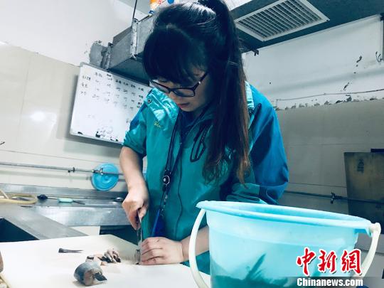 于雅麗在餌料操作間，準備著動物們的食物。　艾慶龍 攝