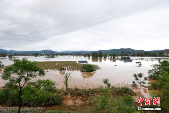 資料圖：湖南省臨武縣武水鎮(zhèn)、南強(qiáng)鎮(zhèn)、汾市鎮(zhèn)、水東鎮(zhèn)、金江鎮(zhèn)等鄉(xiāng)鎮(zhèn)遭遇特大暴雨襲擊，導(dǎo)致大量民房和農(nóng)田被淹。據(jù)不完全統(tǒng)計，該縣數(shù)千戶民房被淹，數(shù)十萬畝農(nóng)田、果園、煙田被淹斷收，直接經(jīng)濟(jì)損失達(dá)數(shù)千萬元。災(zāi)情發(fā)生后，當(dāng)?shù)卣跋嚓P(guān)部門第一時間奔赴受災(zāi)鄉(xiāng)鎮(zhèn)轉(zhuǎn)移群眾，察看災(zāi)情并積極組織村民排澇自救、發(fā)放救災(zāi)物資、開展保險理賠等工作。目前救災(zāi)工作正在有序進(jìn)行，無人員傷亡。唐盛歡 攝