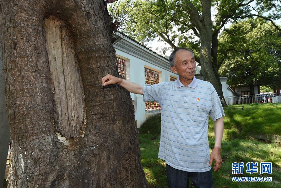 （壯麗70年·奮斗新時代——記者再走長征路·圖文互動）（2）“紅軍樹”下憶初心、守初心