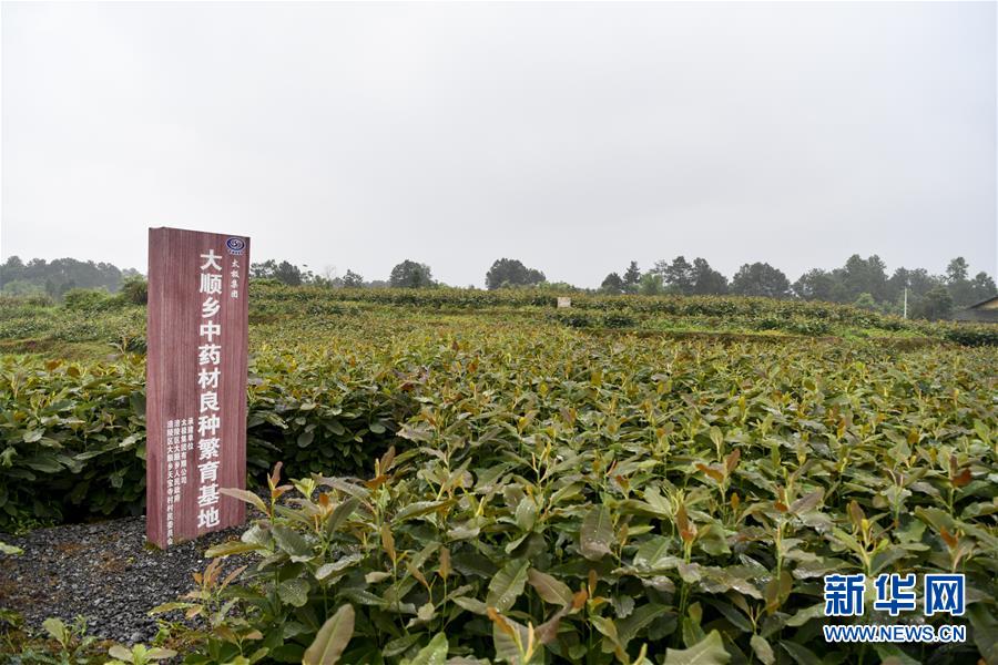 （來自一線的調(diào)查報(bào)告·圖文互動）（5）利益聯(lián)結(jié)強(qiáng)產(chǎn)業(yè)　打通城鄉(xiāng)促振興——重慶涪陵大順鄉(xiāng)鄉(xiāng)村振興觀察