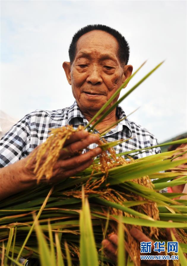 （壯麗70年·奮斗新時(shí)代——共和國榮光·圖文互動(dòng)）（1）袁隆平：把對(duì)祖國的熱忱結(jié)成飽滿的稻穗