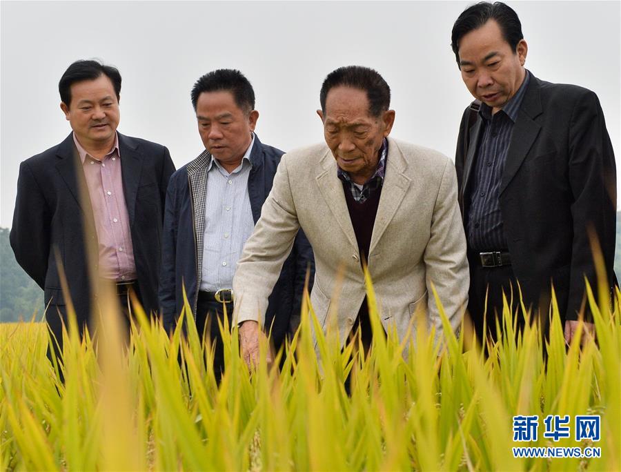 （壯麗70年·奮斗新時(shí)代——共和國榮光·圖文互動(dòng)）（2）袁隆平：把對(duì)祖國的熱忱結(jié)成飽滿的稻穗