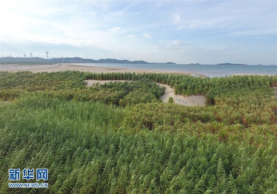 （不忘初心、牢記使命·圖文互動）（2）拳拳寸草心 濃濃報國情——記“菌草之父”林占熺