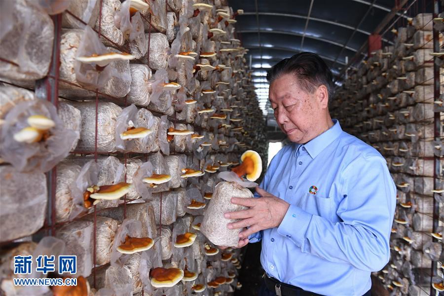 （不忘初心、牢記使命·圖文互動）（1）拳拳寸草心 濃濃報國情——記“菌草之父”林占熺