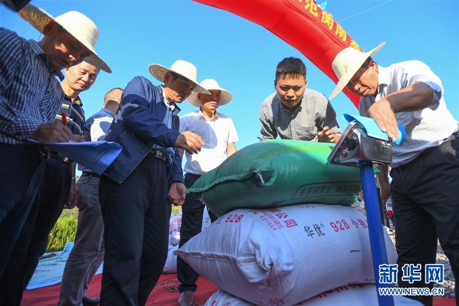 （圖文互動）（2）1046.3公斤！袁隆平第三代雜交水稻首次公開測產(chǎn)