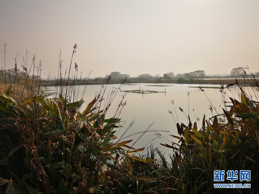 （新華全媒頭條·圖文互動(dòng)）（6）大湖見證——長三角三大淡水湖綠色發(fā)展之路