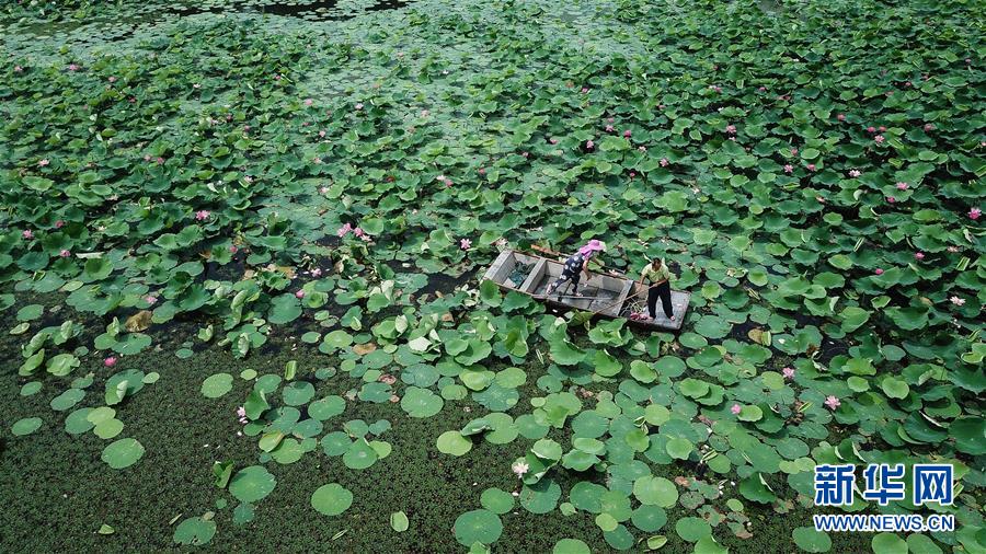 （新華全媒頭條·圖文互動(dòng)）（14）大湖見證——長三角三大淡水湖綠色發(fā)展之路