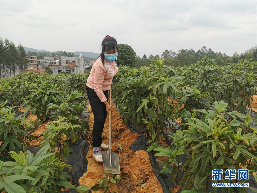 （圖文互動(dòng)）（4）與疫情抗?fàn)?與春光同行——廣西農(nóng)村春耕備耕一線(xiàn)觀察