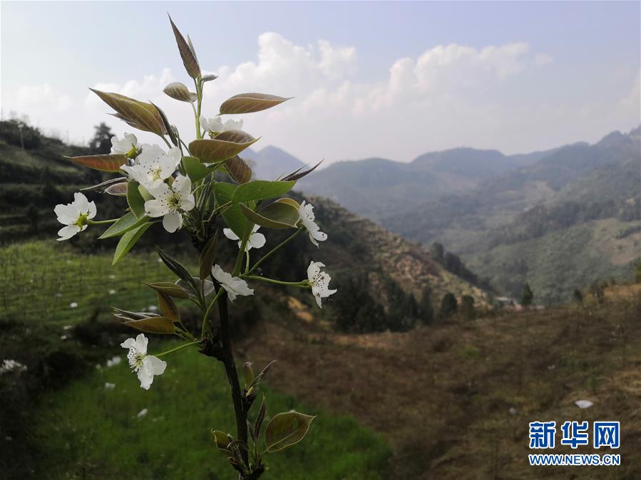 （決戰(zhàn)決勝脫貧攻堅(jiān)·圖文互動(dòng)）（1）寄相思，償夙愿——5封清明“家書”里的決戰(zhàn)決勝信念