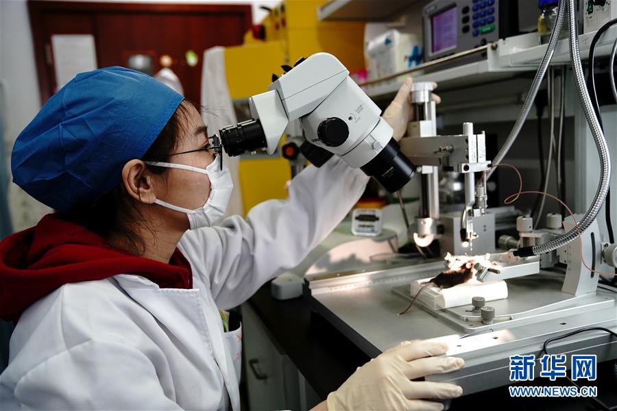 （圖文互動(dòng)）（2）攻擊行為如何被大腦控制？科學(xué)家在小鼠大腦中發(fā)現(xiàn)“調(diào)節(jié)開(kāi)關(guān)”