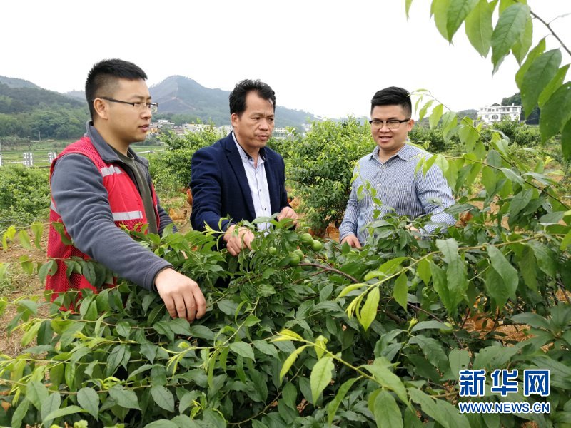 （新華全媒頭條·圖文互動(dòng)）（6）八桂大地上的青春之歌——記奮戰(zhàn)在廣西脫貧攻堅(jiān)一線(xiàn)的“黃文秀式”干部