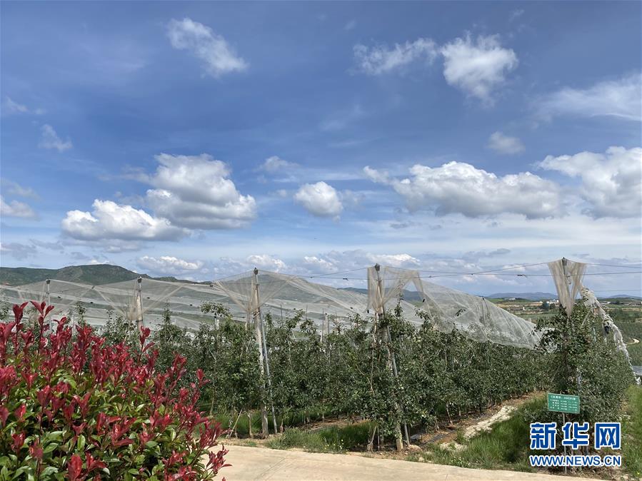 （決戰(zhàn)決勝脫貧攻堅(jiān)·圖文互動(dòng)）（3）高原紅了，日子好了——貴州海拔最高縣發(fā)展蘋果產(chǎn)業(yè)見(jiàn)聞