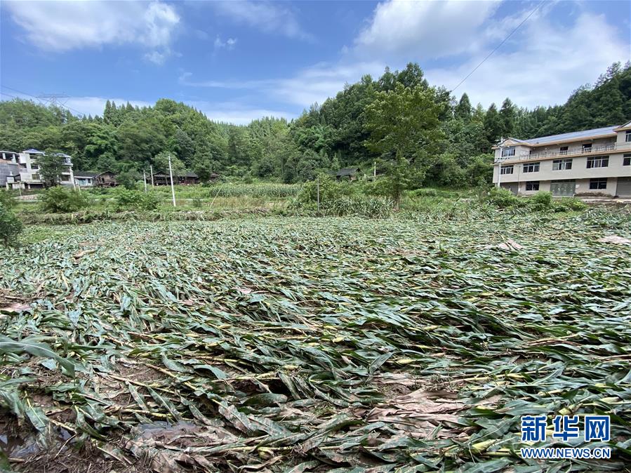 （防汛抗洪·圖文互動）（4）山洪襲來前，澧水河畔大轉移