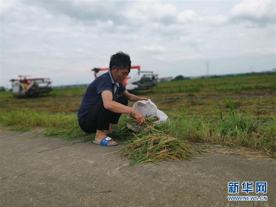 （新華視點·聚焦餐桌外的浪費·圖文互動）（1）顆粒歸倉為何難實現(xiàn)？我國糧食收割環(huán)節(jié)損失驚人