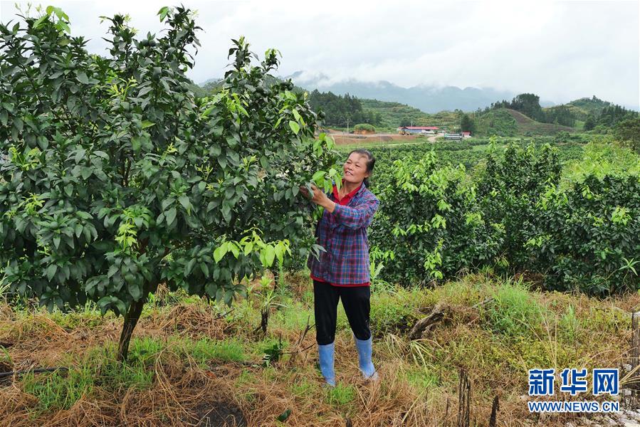 （決戰(zhàn)決勝脫貧攻堅·圖文互動）（10）同飲一江水 攜手“斬窮根”——深圳對口廣西河池、百色扶貧協(xié)作見聞