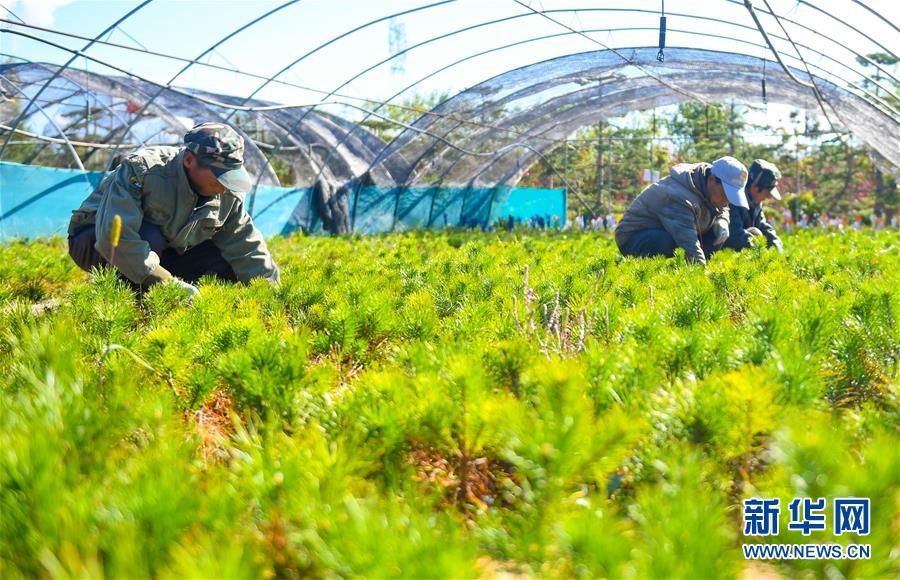 （在習近平新時代中國特色社會主義思想指引下——新時代新作為新篇章·習近平總書記關切事·圖文互動）（8）綠意，在黃沙中鋪展——我國防沙治沙紀實