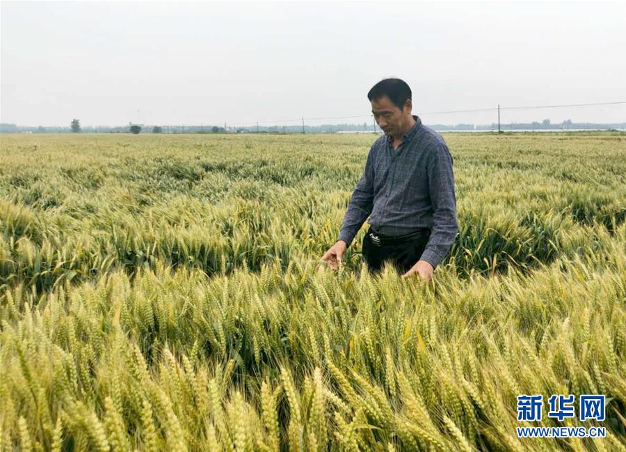 （在習近平新時代中國特色社會主義思想指引下——新時代新作為新篇章·習近平總書記關切事·圖文互動）（1）新農事、新希望——夏收前田間新動態(tài)掃描