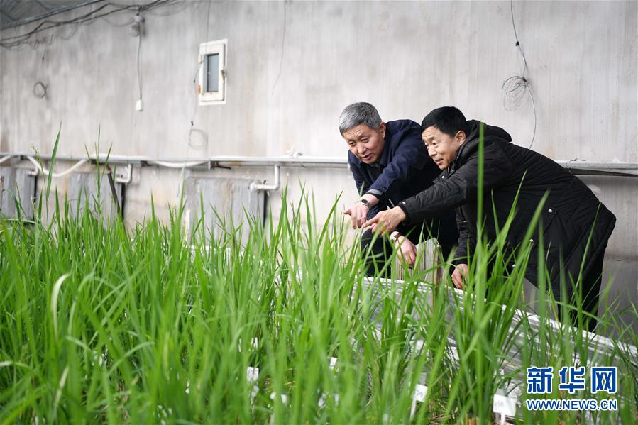 （在習(xí)近平新時代中國特色社會主義思想指引下——新時代新作為新篇章·習(xí)近平總書記關(guān)切事·圖文互動）（4）讓農(nóng)民挑上“金扁擔”——農(nóng)業(yè)現(xiàn)代化的生動實踐掃描