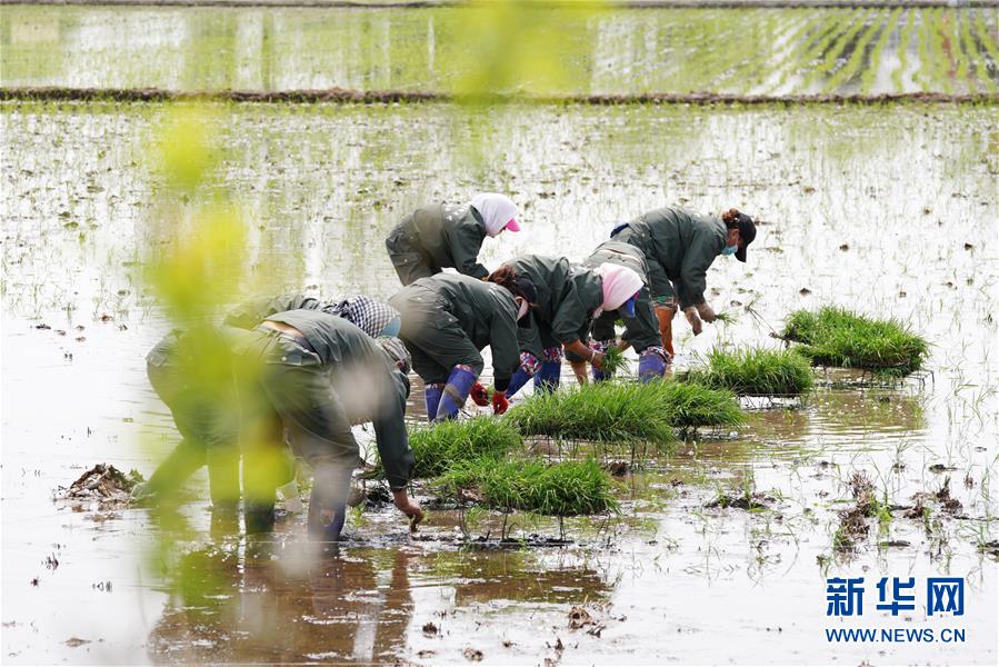 （在習(xí)近平新時代中國特色社會主義思想指引下——新時代新作為新篇章·習(xí)近平總書記關(guān)切事·圖文互動）（5）讓農(nóng)民挑上“金扁擔”——農(nóng)業(yè)現(xiàn)代化的生動實踐掃描