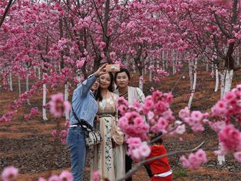 櫻花漫山，一份14年的等待