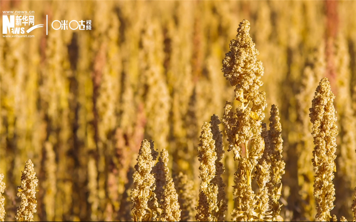 藜麥有極強(qiáng)的環(huán)境適應(yīng)能力和低成本、高回報(bào)的種植模式