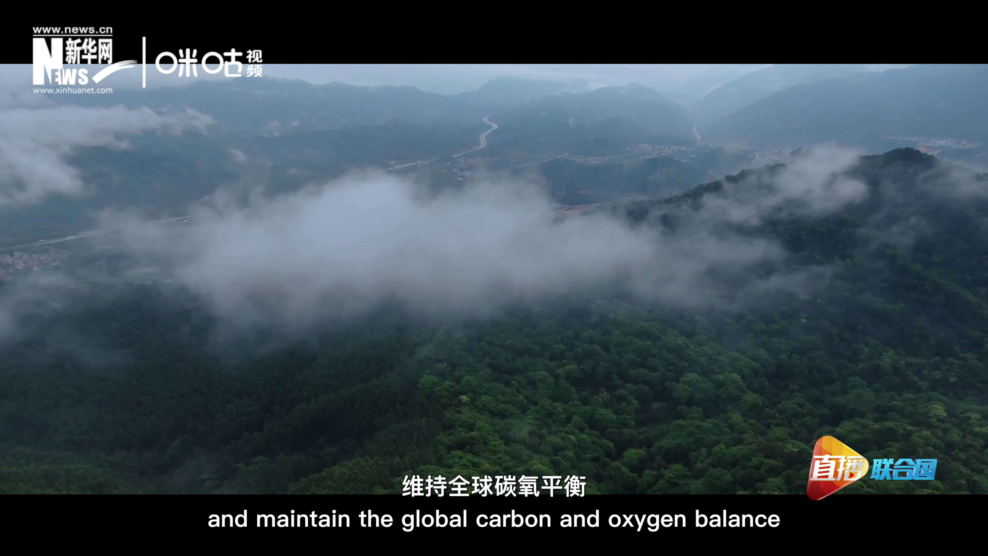 森林的碳匯可以協(xié)助減緩氣候變化，維持全球碳氧平衡