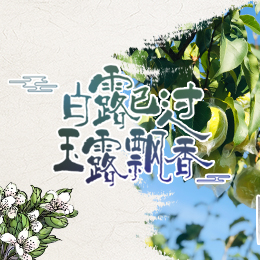 白露已過，玉露飄香