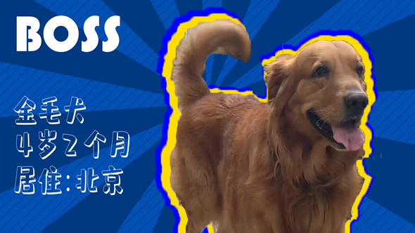 有效拴繩&科學(xué)遛狗——如何文明養(yǎng)犬？“撿屎官”們快看過(guò)來(lái)！