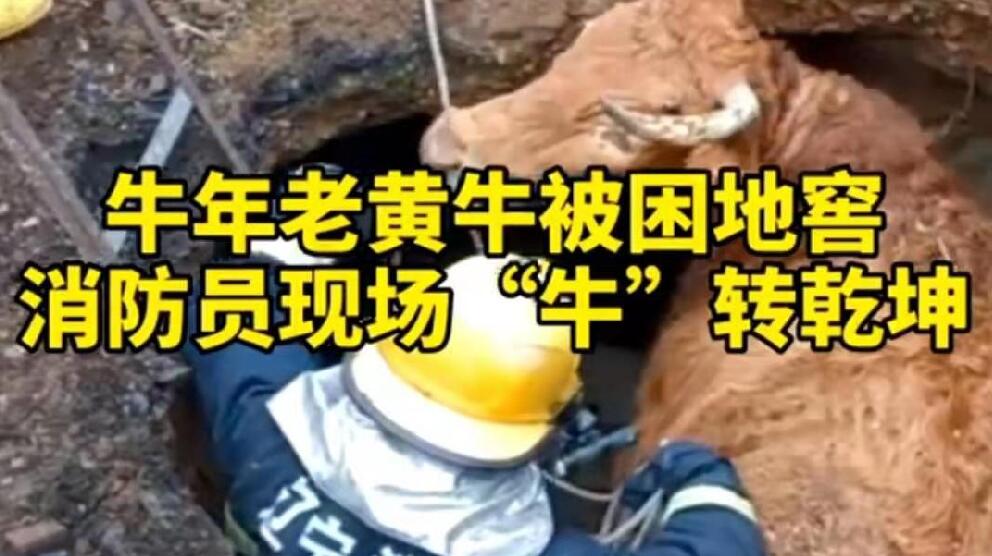 牛年老黃牛被困地窖，消防員現(xiàn)場(chǎng)“牛”轉(zhuǎn)乾坤！