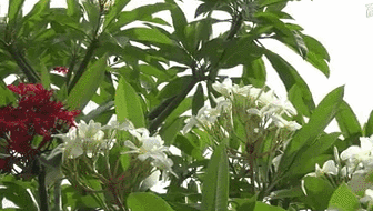 云南西雙版納：雞蛋花盛開(kāi)！帶你看看一樹(shù)多花的奇觀