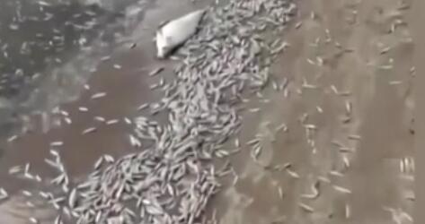 調(diào)查！藍(lán)綠藻暴發(fā) 俄多地魚類大規(guī)模死亡