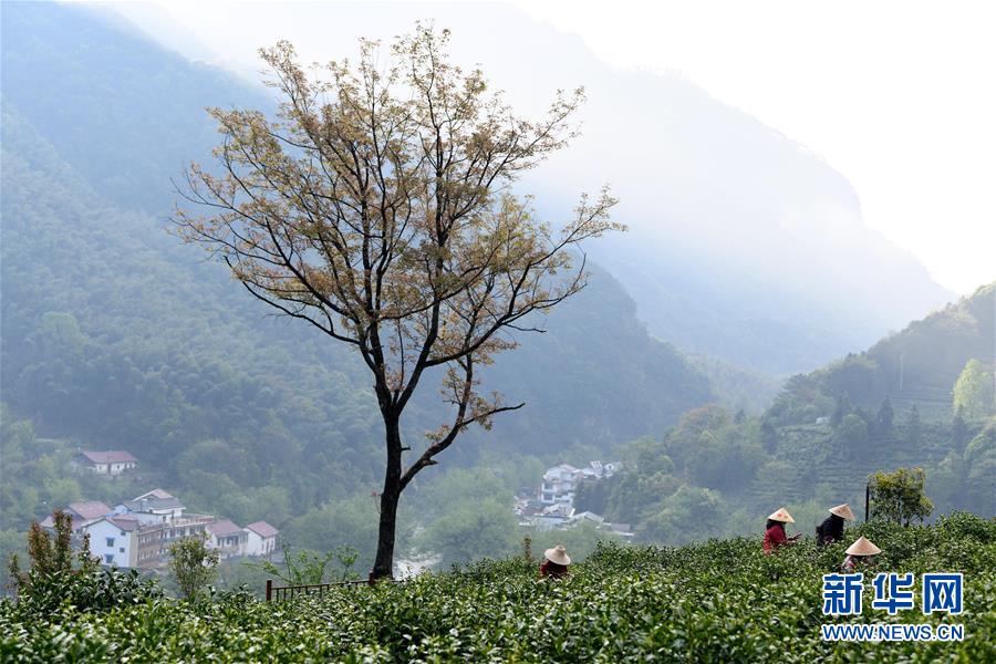（亞洲文明對(duì)話(huà)大會(huì)）（4）茗香亞洲 茶韻綿長(zhǎng)