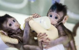 重大突破！兩只克隆猴在中國(guó)誕生